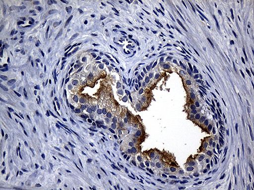SYTL4 Antibody in Immunohistochemistry (Paraffin) (IHC (P))