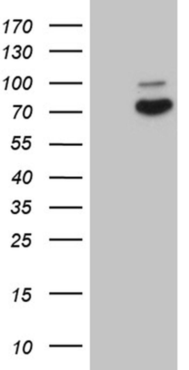 SYTL4 Antibody in Western Blot (WB)
