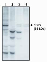 SH3BP2 Antibody in Western Blot (WB)