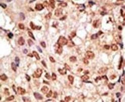SIGLEC7 Antibody in Immunohistochemistry (IHC)