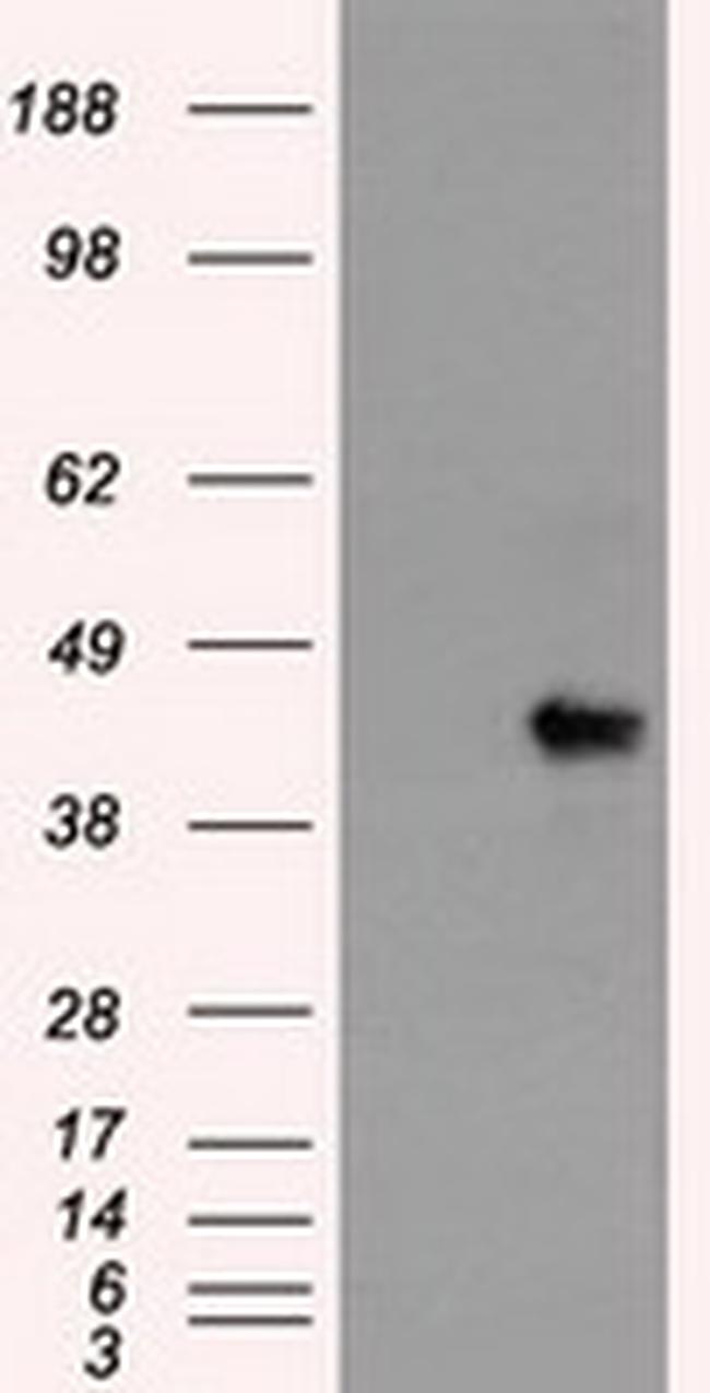 Sox17 Antibody in Western Blot (WB)