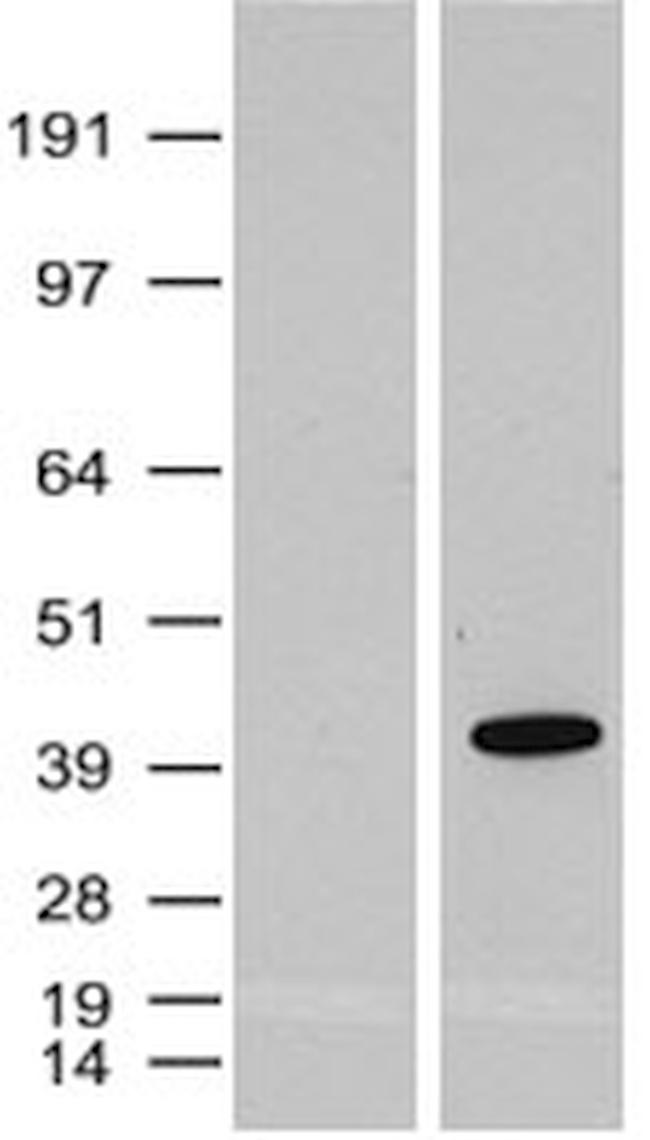 Sox2 Antibody in Western Blot (WB)