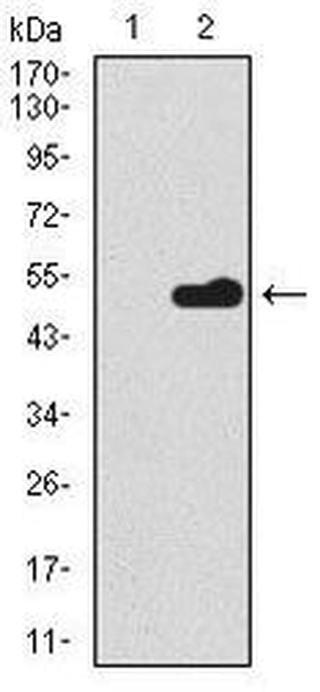 Splunc2 Antibody in Western Blot (WB)