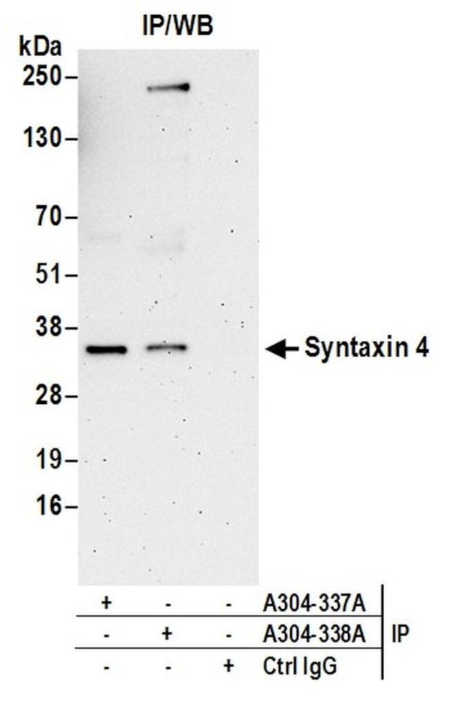 Syntaxin 4 Antibody in Immunoprecipitation (IP)