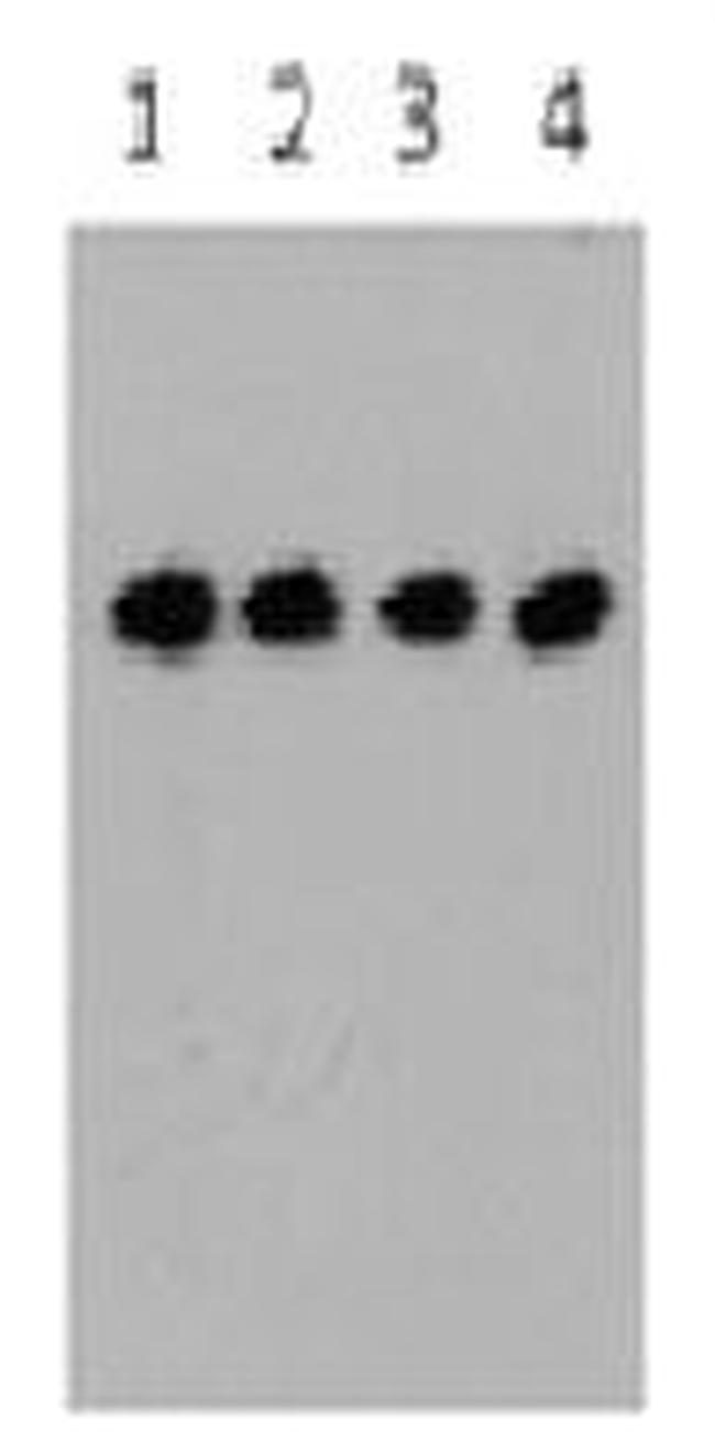 DDK (FLAG) Antibody in Western Blot (WB)