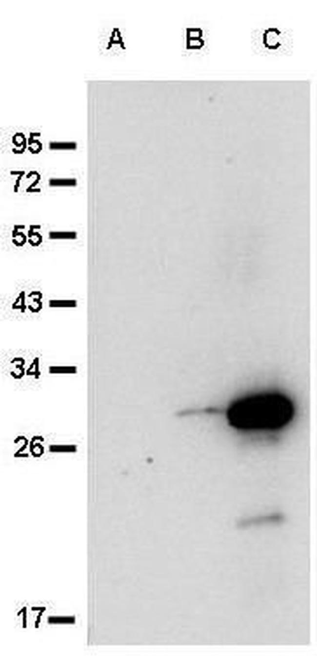 GST Antibody in Western Blot (WB)