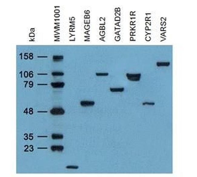 DDK (FLAG) Antibody in Western Blot (WB)