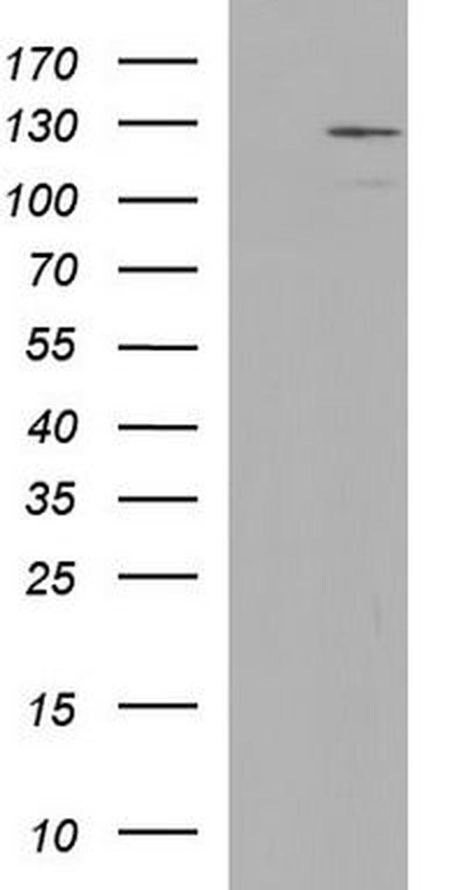 Integrin alpha 6 Antibody in Western Blot (WB)