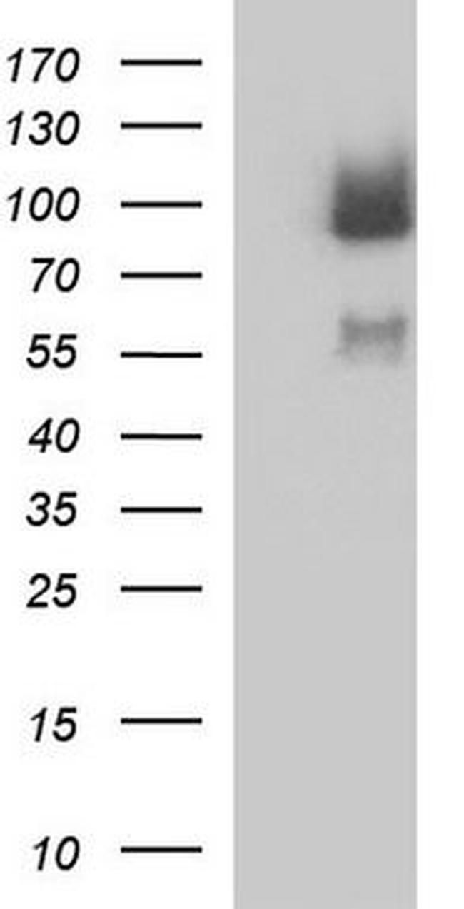 MLH1 Antibody in Western Blot (WB)