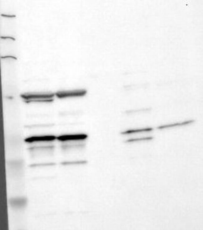Fas Ligand Antibody in Western Blot (WB)