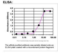 DCK Antibody in ELISA (ELISA)