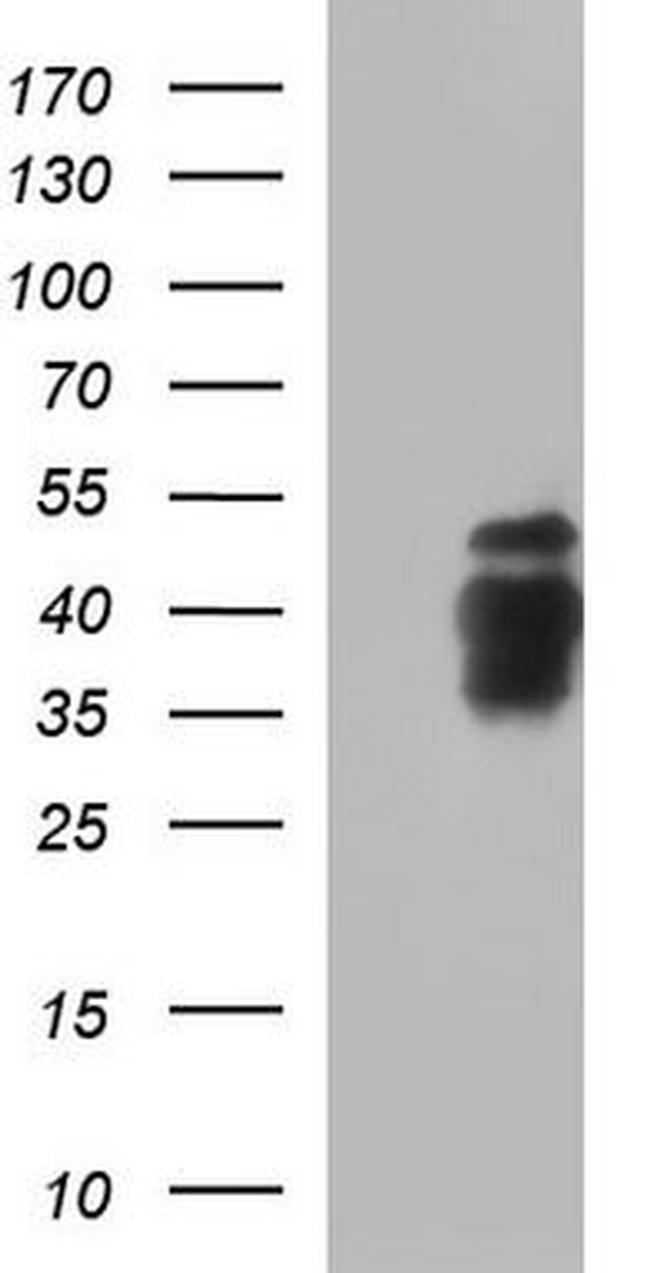 Osteopontin Antibody in Western Blot (WB)