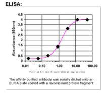 Cyclin A2 Antibody in ELISA (ELISA)