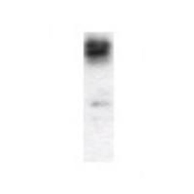 CD130 Antibody in Western Blot (WB)