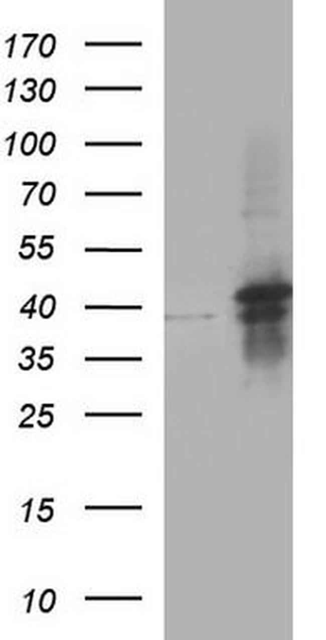 c-jun Antibody in Western Blot (WB)