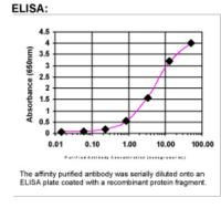 Haptoglobin Antibody in ELISA (ELISA)