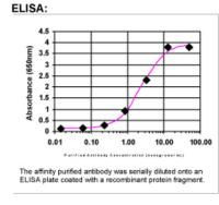 c-Fos Antibody in ELISA (ELISA)