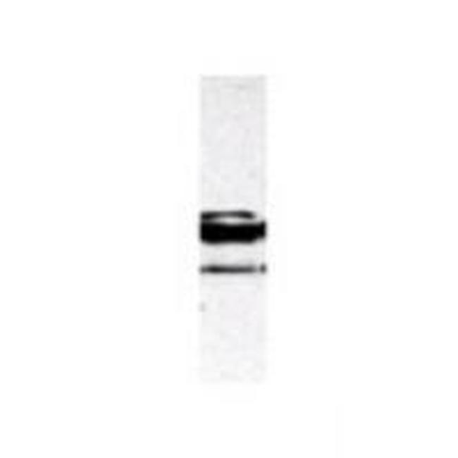 c-Myb Antibody in Western Blot (WB)