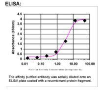 RAB22A Antibody in ELISA (ELISA)