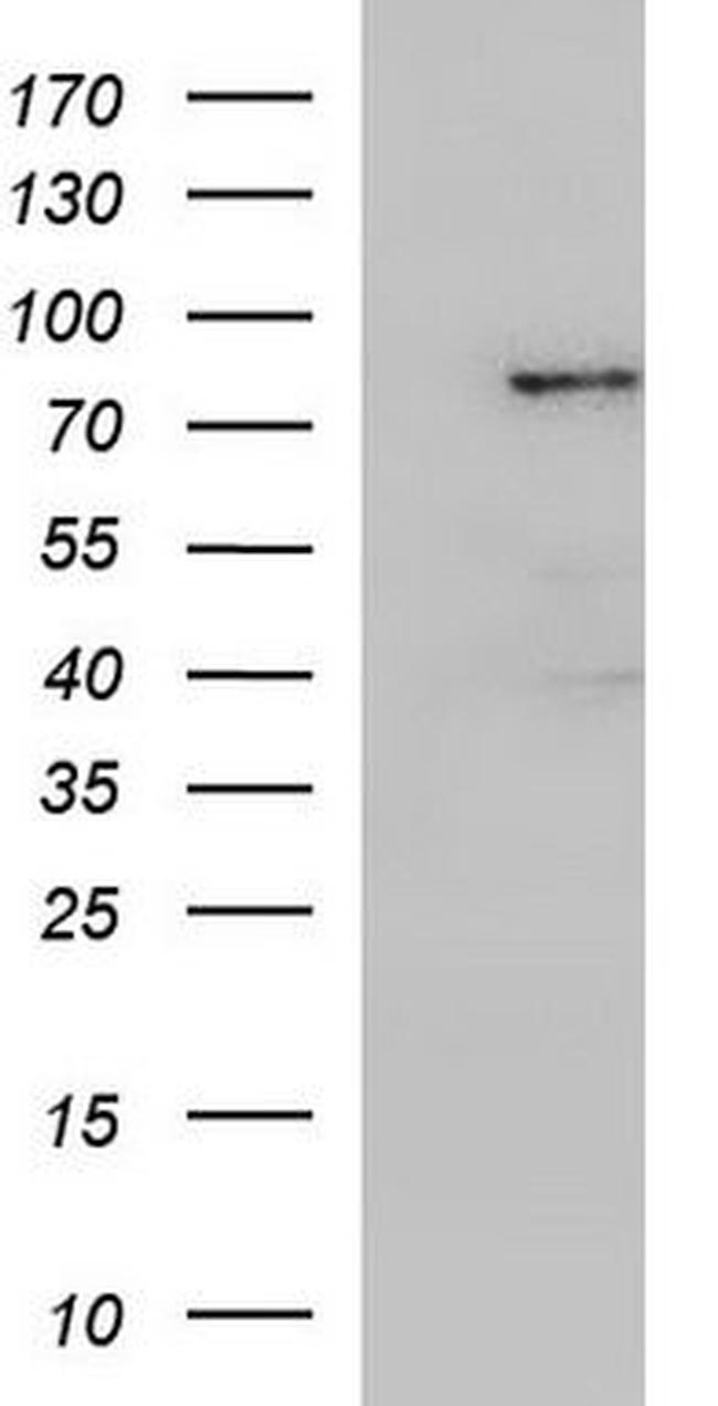 FGD4 Antibody in Western Blot (WB)