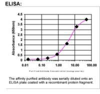 RUNX1T1/ETO Antibody in ELISA (ELISA)