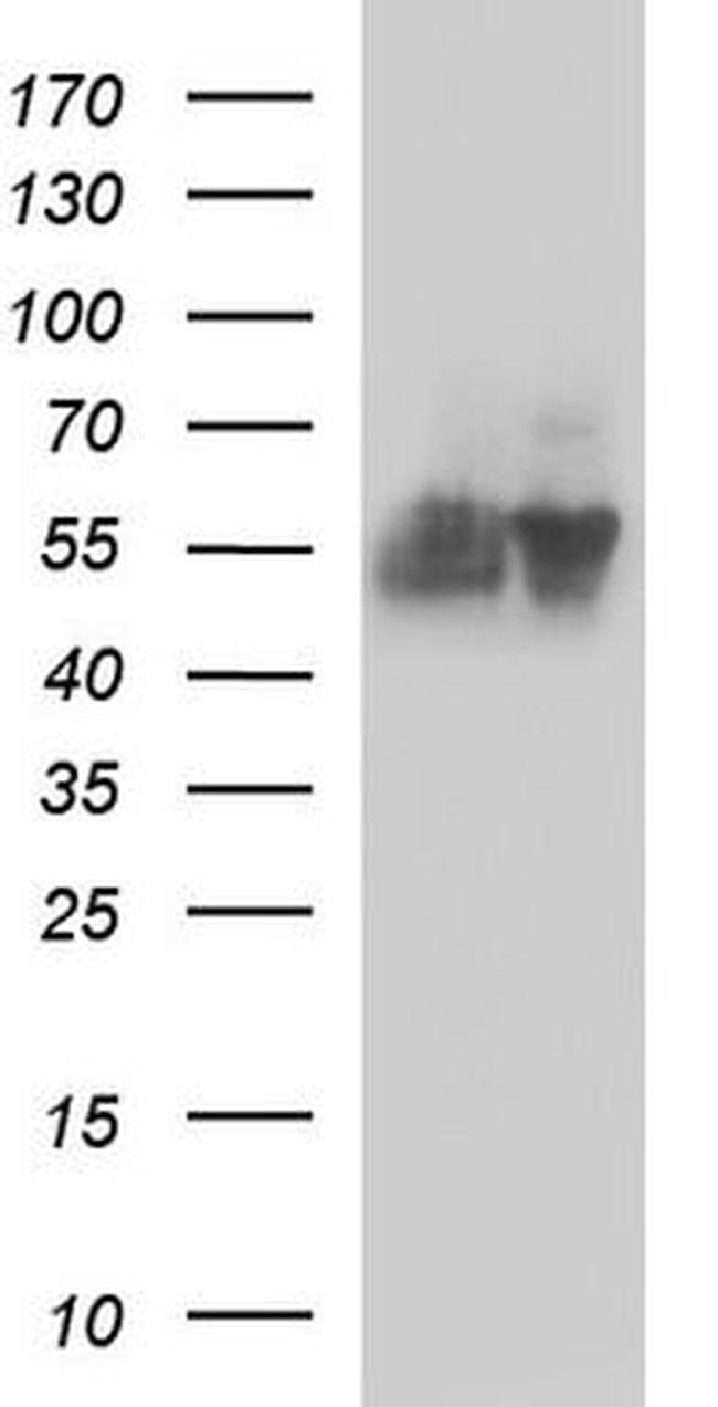 CD147 Antibody in Western Blot (WB)