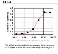 Nucleophosmin Antibody in ELISA (ELISA)