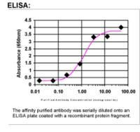 cIAP2 Antibody in ELISA (ELISA)