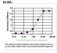 PDZK3 Antibody in ELISA (ELISA)