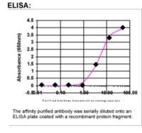 IGSF22 Antibody in ELISA (ELISA)