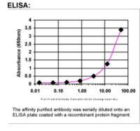 EPHA10 Antibody in ELISA (ELISA)