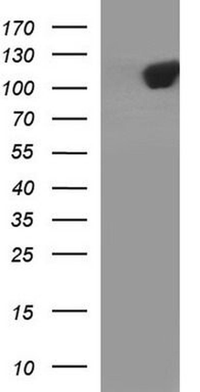 NIRF Antibody in Western Blot (WB)