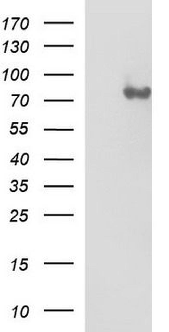VCAM1 Antibody in Western Blot (WB)