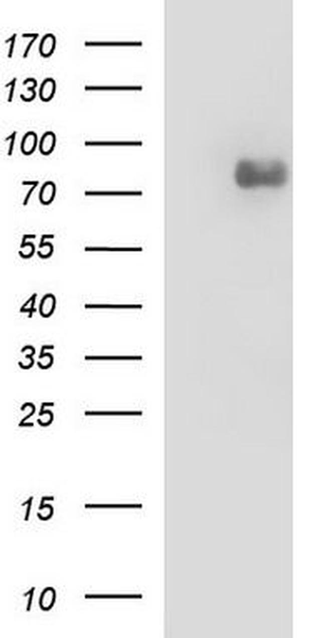 VCAM1 Antibody in Western Blot (WB)