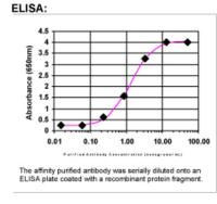 CCNDBP1 Antibody in ELISA (ELISA)
