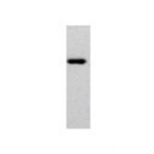 DCLK3 Antibody in Western Blot (WB)