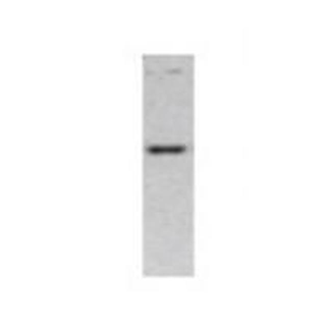 PCDH15 Antibody in Western Blot (WB)