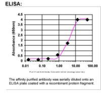 MRPL41 Antibody in ELISA (ELISA)