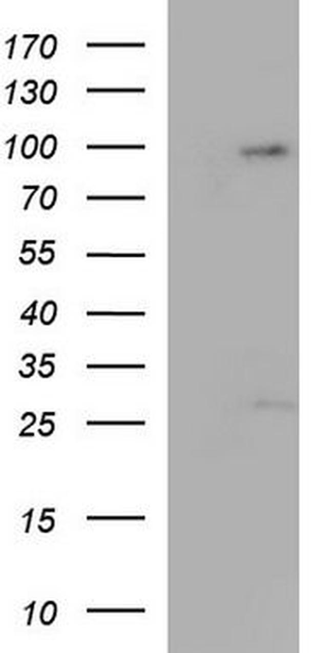 Protocadherin alpha-9 Antibody in Western Blot (WB)