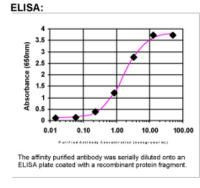 KIF16B Antibody in ELISA (ELISA)