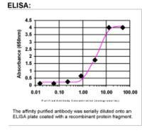 PTGFRN Antibody in ELISA (ELISA)