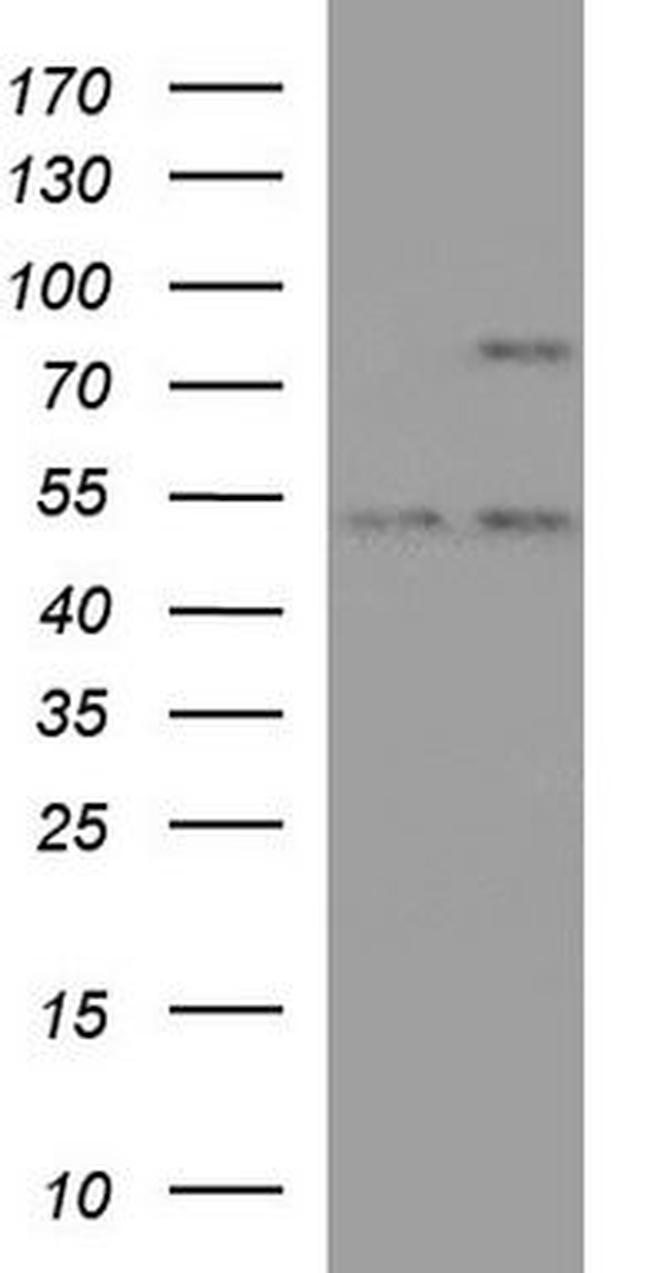 PCDHB15 Antibody in Western Blot (WB)