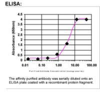 EXOC2 Antibody in ELISA (ELISA)