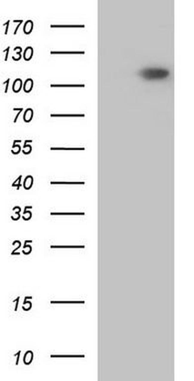 GRID1 Antibody in Western Blot (WB)