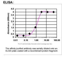 ARMCX1 Antibody in ELISA (ELISA)