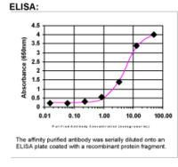 Sumo 2 Antibody in ELISA (ELISA)
