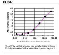 PLAGL1 Antibody in ELISA (ELISA)