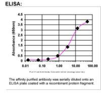 BCAS2 Antibody in ELISA (ELISA)