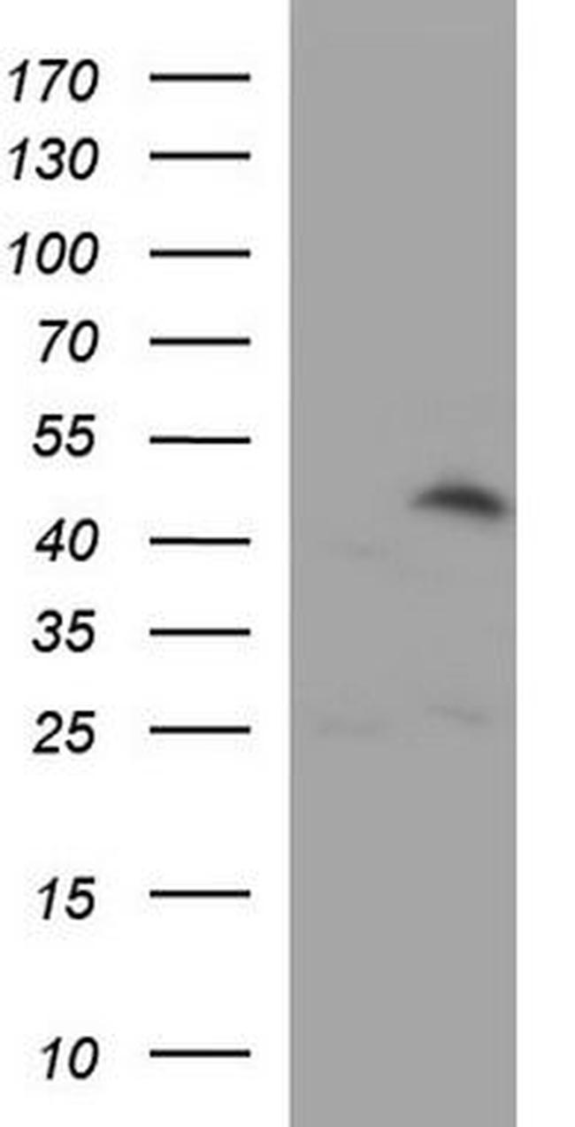 Cyclin B2 Antibody in Western Blot (WB)