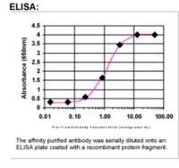 Lyn Antibody in ELISA (ELISA)